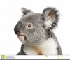 Koala Bear Face Image