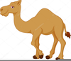 Clipart Cartoon Camel Image