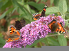 Peacock Butterfly Bush Image