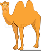 Camels Clipart Image