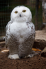 Snowy Owl Ybc Image