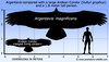 Argentavis Size Image