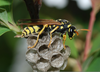 Paper Wasp Nests Image