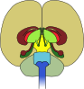 Brain Clip Art