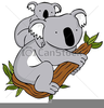 Baby Koala Clipart Image