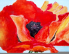 Orange Poppy Painting Image