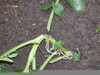 Cutworm Damage Image