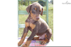 Brown Doberman Dog Image