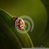 Crawling Ladybug Clipart Image