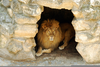 Lions Den Clipart Image