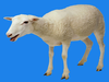 Farm Sheep Image