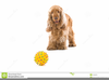 Clipart Cocker Spaniel Image