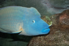 Humphead Wrasse Image