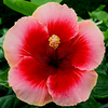 Hibiscus Image