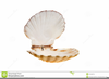 Sea Scallop Clipart Image