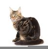 Main Coon Clipart Image