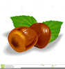 Hazelnut Tree Clipart Image