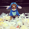 Stitch Dog Costume Image