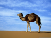 Sahara Desert Camels Image