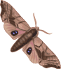 Moth Clip Art