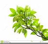 Leaf Stem Clipart Image