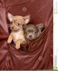 Free Clipart Chihuahua Dogs Image