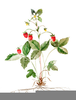 Strawberry Border Clipart Image