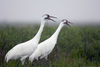 Whooping Crane Image