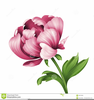 Peony Clipart Free Image