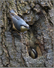 Nuthatch Nest Image