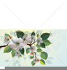 Clipart Of Apple Blossoms Image