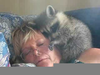 Raccoons As Pets Image