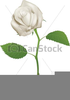 Free Rose Eps Clipart Image