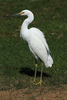 Snowy Egret On Grass Ncrf Image