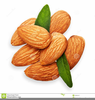 Almond Tree Clipart Image