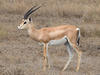 Grants Gazelle Image