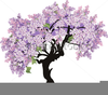 Lilac Tree Clipart Image
