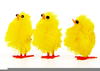 Chicks Clipart Free Image