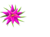 Flower Image