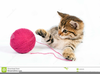 Kittens With Yarn Image