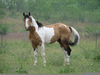 Buckskin Tobiano Image