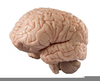 Brain Clipart Contusion Image