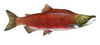 Salmon Image