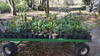 Planter Tree Farm Image