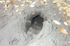 Animal Burrow Image