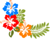 Hibiscus Md Image