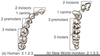 Chimpanzee Dental Formula Image