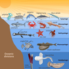 Ocean Animal Ecosystems Image