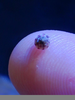Baby Saltwater Snails Image