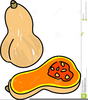 Butternut Squash Clipart Image